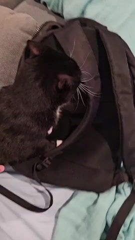 A black cat with white markings on its chest and face is partially inside a black backpack. The cat's head is sticking out of an opening in the backpack. A hand is visible touching the cat's fur on its left side. The cat's mouth is open, and it appears to be meowing. The backpack is resting on a surface covered with a gray and blue patterned fabric, possibly a couch or bed. The background shows a teal-colored cloth. The video is brief and shows the cat interacting with the backpack and the person.