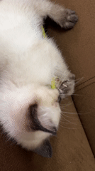 Siamese kitten plays with a yellow straw on a brown couch