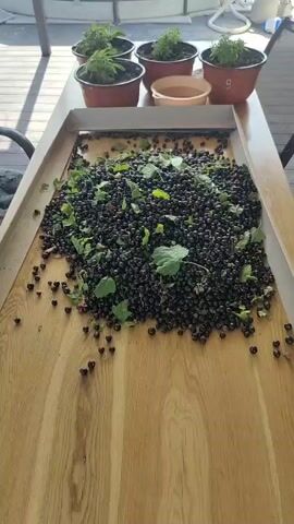 The video shows a large pile of black currants, some with leaves attached, spread out on a wooden surface. The currants are being processed or prepared for storage. There are potted plants in the background, suggesting an outdoor setting, possibly a backyard or patio. The overall impression is one of a harvest or a domestic agricultural activity.