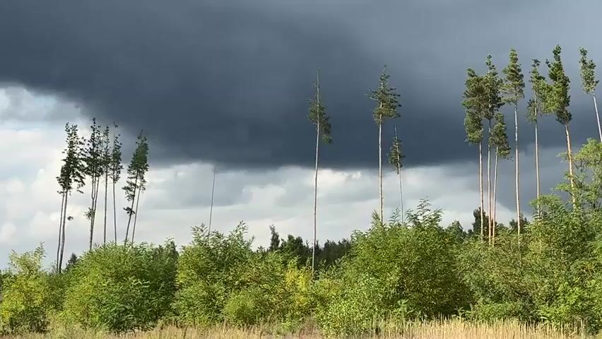The video shows a rural landscape with a forest in the background. Tall, slender trees are scattered throughout the scene, some of them in the foreground and others further back. The sky is filled with dark, ominous storm clouds, suggesting an approaching tempest. The foliage of the trees and bushes is a vibrant green, contrasting with the dark sky. The ground in the foreground appears to be covered in dry grass or reeds. The overall impression is one of nature's power and the calm before a storm.