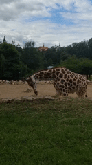 Morning walk through Jihlava Zoo, animals and grounds.
