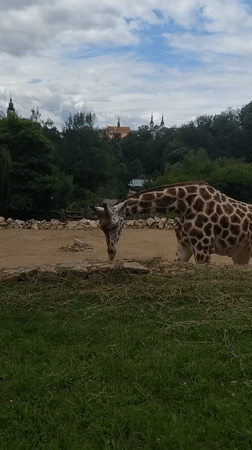 Morning walk through Jihlava Zoo, animals and grounds.
