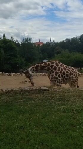 Morning walk through Jihlava Zoo, animals and grounds.