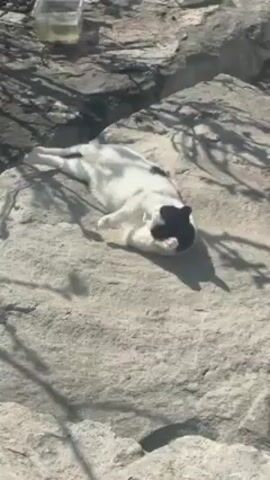 A black-and-white cat lies on its back on a large gray rock in bright sunlight. It is lying with its paws extended. There is a clear plastic container partially visible in the upper left. The scene is partially shaded by the branches of a tree. The cat moves slightly.