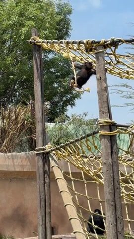 The video shows a chimpanzee climbing on a wooden rope structure. The chimpanzee is dark brown in color and appears to be relatively young. It is climbing a thick, yellow rope that is part of the structure. The structure consists of wooden posts connected by ropes, creating a climbing frame. Another chimpanzee can be seen sitting at the bottom of the structure. The background includes trees and a blue sky. People talking can be heard in the audio.