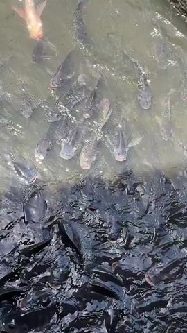 The video captures a dense school of fish, mostly dark-colored with some lighter-colored individuals, thrashing in murky water. The fish are actively feeding, with many mouths visible at the surface, indicating a feeding frenzy. The water is disturbed by their movements, creating ripples and splashes. The scene appears to be an outdoor environment, likely a pond or a tank, given the presence of fish in a large group. One fish, a lighter, reddish-pink color, stands out amongst the darker fish in the upper part of the frame.