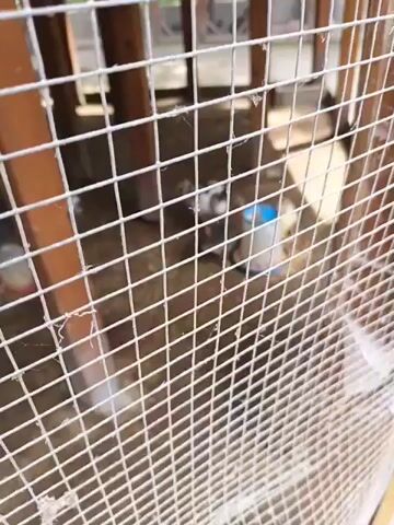 The video shows a chicken coop, seemingly built out of wood and wire mesh. Inside the coop are several chicks, some of which are white and black. There is a blue and white water dispenser. The coop sits on what appears to be dirt, with wood supports visible. Outside the coop, blurry details of a park or playground are visible.