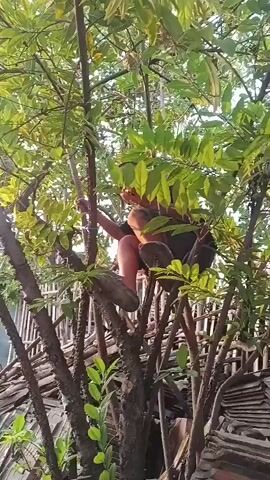 A person climbs a tree. The person is wearing shorts and a dark shirt. The person's legs and feet are visible, as well as their arms and hands. The person is holding onto a branch. The tree has many leaves and branches. The background is a fence made of wood. The sky is visible through the leaves.