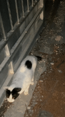 Two cats spotted in Montenegro village evening hours
