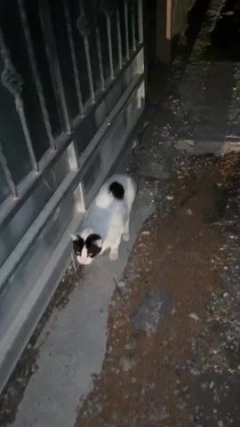 The video shows a white cat with black markings, including a prominent mask around its eyes and a spot on its back, standing near a metal gate. The cat looks at the camera with different eye colors: one eye appears blue, and the other looks yellow. The ground is a mix of concrete, dirt, and scattered debris. The scene appears to be outdoors, likely at night or in low light conditions.