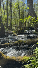 Forest stream documented near Krasnaya Polyana, Russia