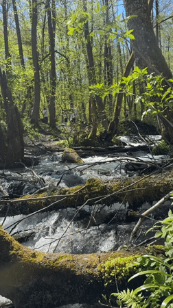Forest stream documented near Krasnaya Polyana, Russia