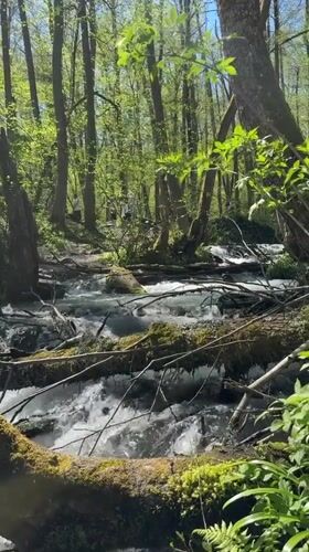 Forest stream documented near Krasnaya Polyana, Russia