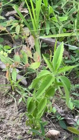 A close-up, eye-level, static shot focuses on green foliage and dry ground. In the foreground, a young green plant with serrated leaves is prominent. To its left, a smaller plant with reddish-tinged leaves and small, brown, round seed pods is visible. Behind these plants, a thick, green stalk of grass stands tall, with its blades extending upwards. The ground is a mixture of dark soil and dry, brown debris. A thin white string or wire is present in the upper right portion of the frame. The overall lighting suggests an outdoor environment, possibly a garden or a natural, overgrown area, with no distinct time of day discernible.