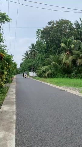 The video shows a light-colored auto rickshaw driving on an asphalt road in a tropical environment. The road is bordered by green vegetation and coconut trees. The sky is overcast. The auto rickshaw drives toward the camera and then passes by.  The vehicle has "JESUS" written on the top of the windshield and the license plate number "WP 4518" is visible.  The vegetation is thicker on the right side of the road than on the left. Utility poles and wires run along the left side of the road.  A concrete sidewalk is seen on the left side.