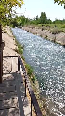 A video captures a flowing irrigation canal on a sunny day. The canal is lined with concrete on both sides, with green vegetation growing along the edges and in the background. On the left side of the frame, a wooden structure with a railing is visible, providing a vantage point overlooking the canal. The water in the canal is clear and reflects the sunlight, creating a sparkling effect. Trees and other greenery are scattered along the banks and in the distance. The scene suggests a rural or agricultural setting.