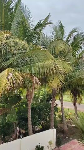 The video shows several coconut trees against a cloudy sky. The leaves of the trees are green and sway gently. In the background, there is a road and some greenery. The bottom of the frame shows a white wall or railing, and some reddish-brown paving stones. There are no people or animals visible in the video.