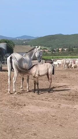 A light-colored mare stands in an outdoor enclosure while her light brown foal nurses. The mare, likely white or light grey, stands with her head bowed slightly, allowing the foal to comfortably reach her udder. The ground is dry and dusty, possibly dirt or sparse, dry grass. In the background, fences and what appear to be farm buildings or stables are visible. Further back, more horses can be seen within other enclosures. Distant hills or mountains frame the horizon under a clear, bright blue sky, indicating a sunny day. The scene depicts a tranquil moment of a mare and her offspring, characteristic of a rural or farm setting in Olèrdola, Spain.