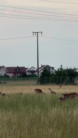 The video shows a herd of deer grazing in a grassy field. The field is surrounded by trees and houses, with power lines stretching across the sky. In the background, several houses with red and white roofs are visible. The deer are of various sizes, and some appear to be fawns. They are spread out across the field, peacefully feeding. The time of day appears to be late afternoon or early evening, with the sky displaying a soft, diffused light. The weather seems calm and overcast. The presence of houses and power lines suggests an area that is a transition between rural and suburban environments. There is no visible text in the video. The overall mood is serene and natural, with the deer coexisting near human habitation.