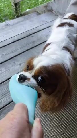 A tan and white Cavalier King Charles Spaniel is shown from a first-person perspective, chewing on a light blue dog toy. The dog is lying down on a wooden deck. The toy is held by a hand in the foreground. The background shows more of the wooden deck and some greenery.