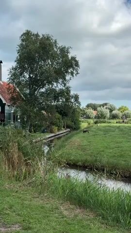 A handheld video pans across a rural landscape. In the foreground, a narrow canal runs diagonally from the bottom right to the center left of the frame. Tall, green grass lines the banks of the canal. To the left of the canal and slightly behind it is a tall tree with dark green leaves. To the left of the tree and partially visible is the side of a building with a red roof and green siding. In the middle ground, a vast, green field stretches towards the horizon. Several dark-colored animals, possibly cows or horses, are grazing in the field. In the background, a line of trees with lighter green foliage separates the field from a cluster of houses with red roofs. The sky above is filled with fluffy, white clouds. The camera slowly pans to the right, revealing more of the field and the grazing animals. The overall impression is of a peaceful, pastoral scene on a cloudy day.