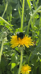 Morning scenes: bees, dandelions, jogger in Перевозное, Russia