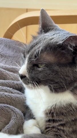 A close-up shot shows a gray and white cat with green eyes resting on a gray blanket. The cat turns its head to look directly at the camera. The cat has gray fur on its head and body, with a white patch on its chest and face. White whiskers and a pink nose are also visible. The blanket is soft and plush. A wooden chair back is visible in the background.