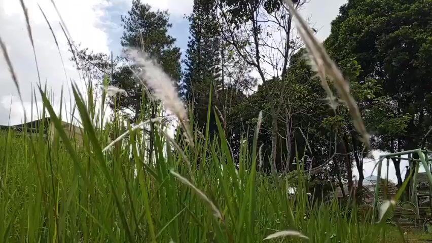 The video captures a ground-level view of tall green grass swaying gently in the breeze. Interspersed within the grass are white, fluffy seed heads. In the background, there are several trees of varying types, including what appears to be pine trees and other deciduous trees with lush green foliage. A partly cloudy sky is visible above the trees.  On the right side of the frame, partially obscured by the grass, a playground swing set can be seen. A building is visible in the distance on the left.