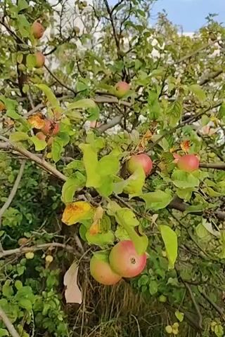 THIS IS A VIDEO OF AN APPLE TREE WITH MANY APPLES. THE TREE HAS MANY BRANCHES AND LEAVES. THE APPLES ARE RED AND GREEN. THERE ARE ALSO SOME YELLOW LEAVES ON THE TREE. THE VIDEO IS SHOT FROM A LOW ANGLE, LOOKING UP AT THE TREE.