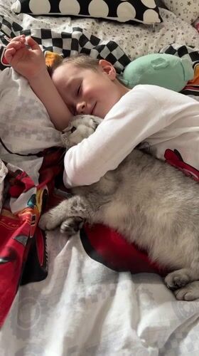 Boy cuddles with grey cat on themed bedding in Cheboksary