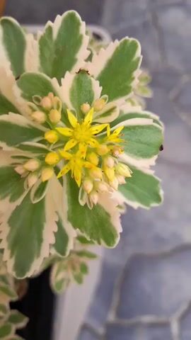 The video shows a close-up of a variegated succulent plant with green and white leaves. The plant has small yellow flowers clustered at the top. The background is a blurry gray and blue tiled surface.