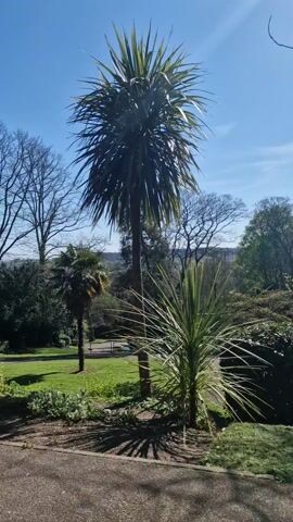 The video shows a park with palm trees on a sunny day. There are three palm trees in the foreground. Behind them is a grassy field with trees surrounding it. In the distance, buildings can be seen. The sky is clear and blue with slight glare. The camera slowly pans upwards, focusing on the tallest palm tree, then tilts further to show the bare branches of a nearby tree and the bright sky.
