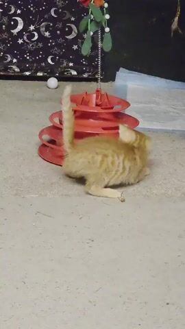 A ginger kitten is playing with a red, multi-tiered cat toy. A small green ball is visible on one of the tiers. Another kitten, with brown and black tabby markings, enters the frame from the right and moves behind the toy. The ginger kitten bats at the green ball with its paw. The floor appears to be a textured concrete or similar material. In the background, a black curtain with white crescent moons and stars is visible. There is also a white ball near the curtain. A sprig of mistletoe hangs from a chain above the cat toy.