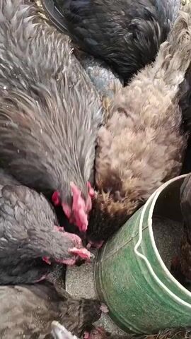 A close-up shot shows a flock of chickens huddled tightly together near a green object. The chickens are a mix of gray, black, and brown. The chickens peck at each other. The camera zooms in to show the red wattles and combs of some of the chickens. Feathers fly as the chickens jostle for position.