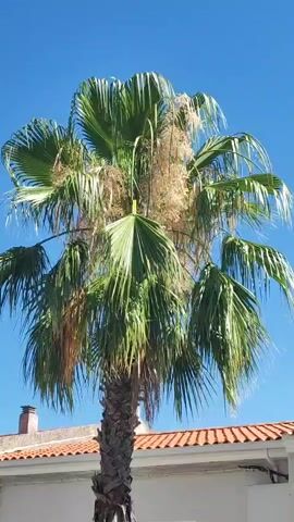The video shows two palm trees against a bright blue sky. In the foreground, a single palm tree stands tall with green fronds and a brown, textured trunk. The fronds are partially obscuring a beige wall and an orange tiled roof. To the left of the main palm tree, the fronds of a second palm tree are visible, also set against the blue sky. The scene appears to be outdoors on a sunny day. The camera pans slightly from left to right, showcasing the two palm trees.