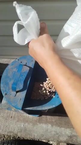 A hand is shown pouring small, pale round objects from a white bag into a blue funnel. The funnel appears to be part of a machine, with a handle visible on its side. The objects, which resemble peas or beans, begin to accumulate in the funnel. The background consists of a beige wall and some wooden planks. The scene is outdoors, as suggested by the sunlight.