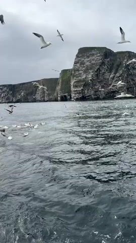 A drone-shot video shows a flock of seabirds, possibly gannets, circling over the dark, choppy water of the ocean. In the background, a sheer, rocky cliff face rises vertically from the sea, dotted with white patches that suggest guano deposits. The sky is overcast with clouds. The camera appears to be mounted on a boat, as indicated by the white wake trailing in the lower right corner of the frame. The birds are the primary focus, with many captured in mid-flight, their white bodies and wings stark against the grey sky and water. The scene conveys a sense of wildness and the abundance of marine life.