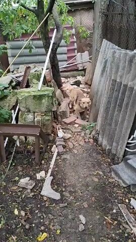 The video displays an outdoor scene with a dog as the central subject. The dog, appearing to be of medium size with light brown fur, is positioned in a cluttered yard. The environment is characterized by debris, including broken bricks, concrete slabs, and what seem to be discarded building materials, suggesting a state of disrepair or ongoing construction/demolition.

A metal table or shelf is visible to the left, and various other objects, like a white pipe and a long, pale tool or piece of material, are scattered across the ground. Trees with foliage provide some natural elements to the scene, with a visible tree trunk and branches arching over. In the background, a chain-link fence and a building structure are partially visible. The lighting suggests it might be daytime, possibly overcast given the general softness of the light. The dog appears alert, looking towards the camera, and its posture does not convey any specific strong emotion, though it seems to be in a waiting or observing stance. There is no visible text in the video. The setting appears to be a residential backyard or a similar informal outdoor space, consistent with a location context like Recea, Moldova.