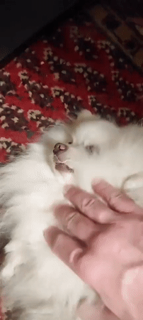 White Pomeranian gets belly rubs on a patterned rug in Prague