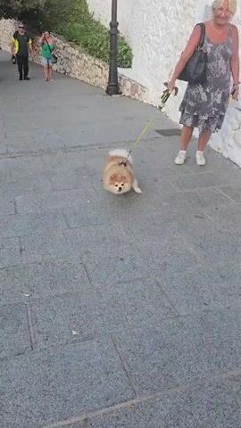 A woman walks a small, fluffy, tan Pomeranian dog on a leash along a cobblestone pathway. The dog is wearing a harness. The woman is wearing a floral print dress and carrying a black purse. She is smiling and looking down at the dog. In the background, another woman is walking away from the camera. The environment appears to be an outdoor walkway with a stone wall and some greenery.