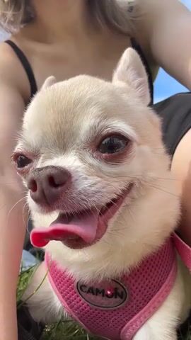 The video shows a close-up of a small, light-colored Chihuahua dog panting with its tongue out. The dog is wearing a pink mesh harness with a circular tag that says "CAMON". The dog's eyes appear slightly red. The dog is outdoors, with green grass visible in the foreground and a person's legs in black shorts and a black tank top visible in the background. The lighting suggests it is daytime. The camera is held at a low angle, looking up at the dog. The video consists of a series of very short clips, each lasting approximately one second, showing the dog in a similar pose with minor movements.
