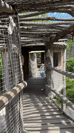 Morning visit to adventure park features walkways, child with parrots