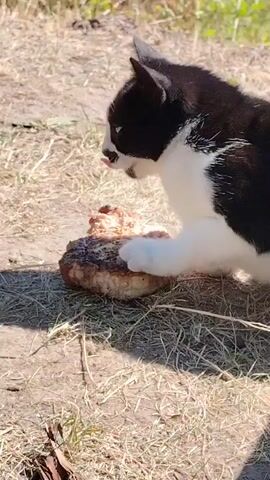 A black and white cat is eating a piece of meat on the ground. The cat has its paw on the meat and is biting into it. The ground is covered with dry grass and dirt. The sun is shining, casting shadows on the ground.