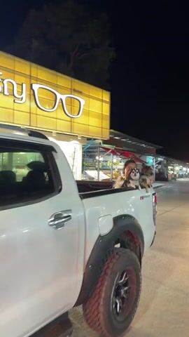A white pickup truck is driving at night. In the truck bed, a person is sitting with two small dogs. The person appears to be a young woman with her hair in a bun. One dog is black and white, and the other is brown and black. They are looking out of the truck. The truck is driving past a building with a bright yellow sign that has white lettering and an image of glasses on it. The sign appears to be for an optician or eye care business. There are power lines visible above the building. The video is shaky, suggesting it was filmed from another moving vehicle.
