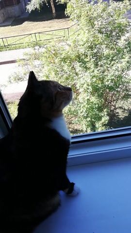 A dark, silhouetted cat with white markings on its chest and paws is lying on a windowsill, looking out a window. Outside, lush green trees with sunlight filtering through their leaves suggest it is daytime, likely during warm weather. The cat appears relaxed, with its head tilted up and its body stretched out. The background outside the window shows more trees and some structures, possibly part of a yard or garden in a residential area. The indoor setting is simple, with the blue-tinted wall of the room visible to the right of the cat. There are no visible text elements in the video. The overall scene conveys a peaceful moment of a cat enjoying the view from its perch.