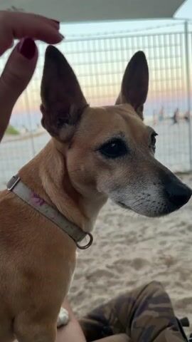 A close-up shot of a dog's head and upper body as someone's hand pets its head. The dog is a light brown color with large ears and is wearing a collar with a floral pattern. The dog is looking to the right of the frame. In the background, there is a beach scene with people walking and a fence. The lighting suggests it is either sunrise or sunset. The video is composed of four short clips, each showing a slight shift in the dog's head position and the hand's movement.