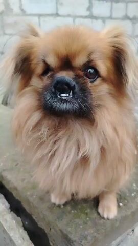 The video shows a Pekingese dog standing on a concrete surface in front of a brick wall. The dog is light brown in color with a fluffy coat. In the first frame, the dog is looking to the left with its tongue sticking out. In the subsequent frames, the dog's expression changes, and it appears to be closing its eyes and looking downwards. The lighting suggests it is daytime.