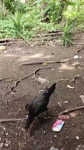 A black chicken is pecking at the ground. It is in a dirt area with some roots and dry leaves visible. There are also some pieces of trash on the ground, including a colorful wrapper. In the background, there is lush green vegetation.
