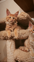 Maine Coon kittens playing on cat tree