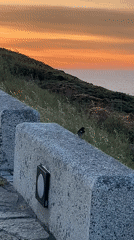 Sunset tourism and wildlife activity at Tower of Hercules, A Coruña